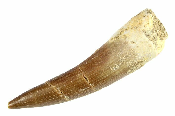 Fossil Plesiosaur (Zarafasaura) Tooth - Morocco #297912